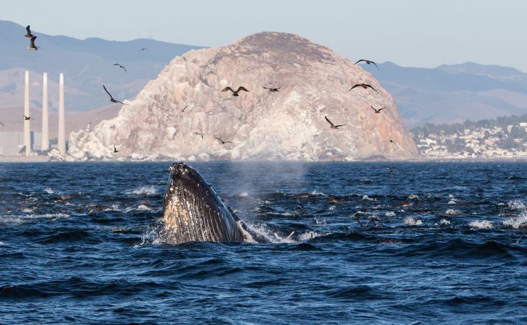 Morro Bay Image