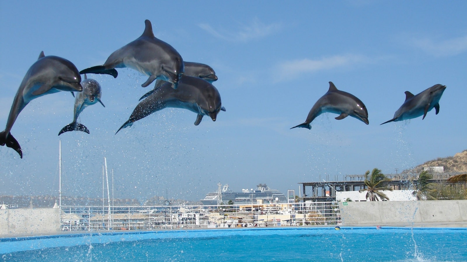 Los Cabos Dolphins