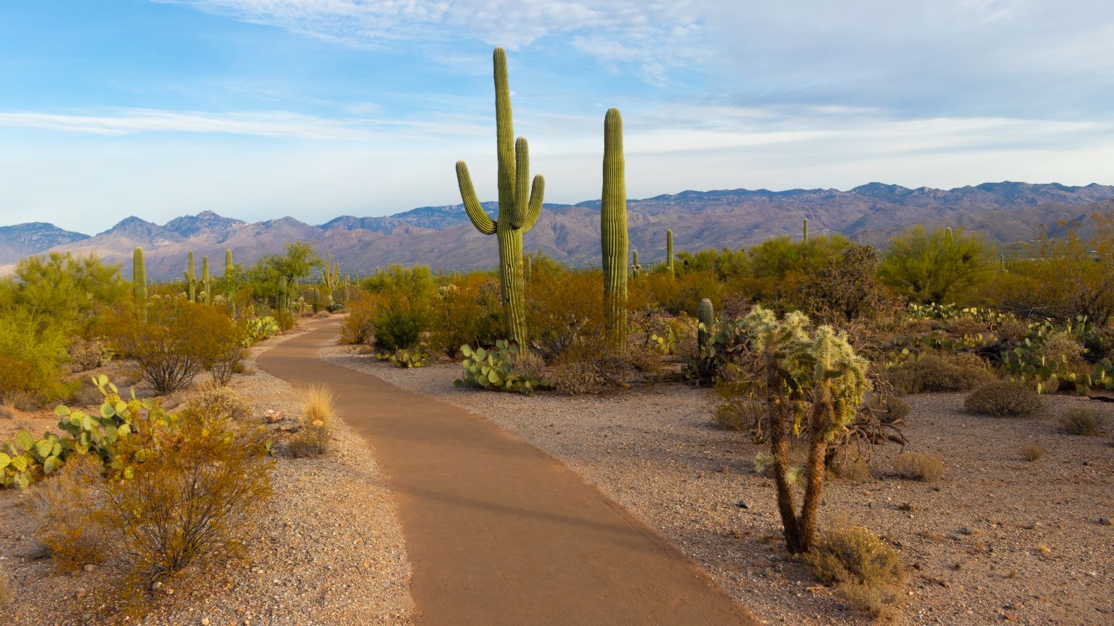 sonoran desert