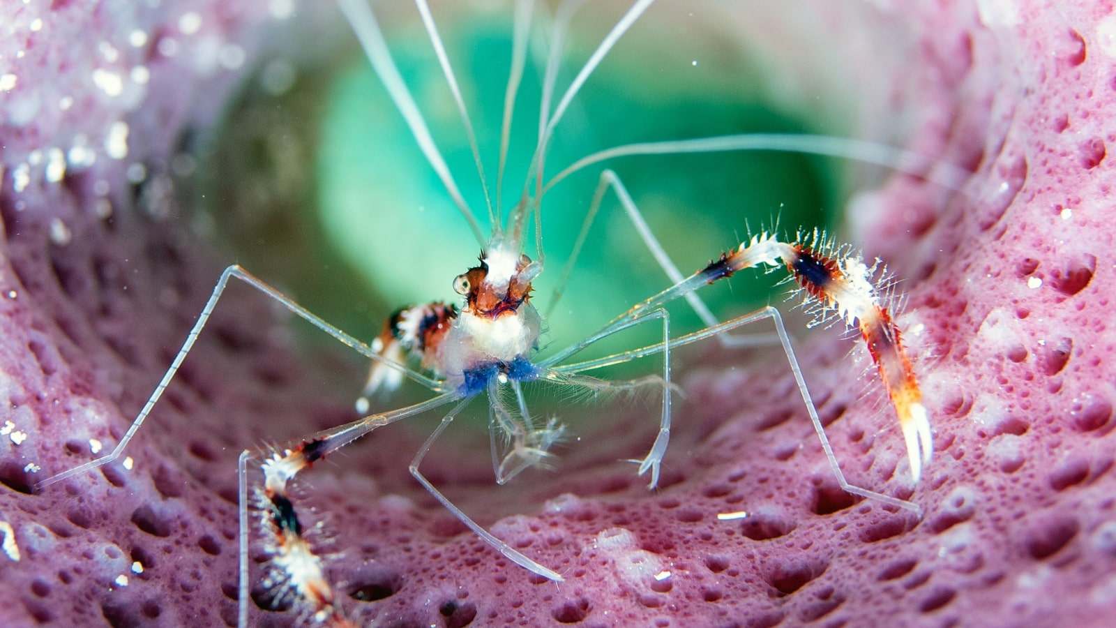 Cozumel Cleaner Shrimp