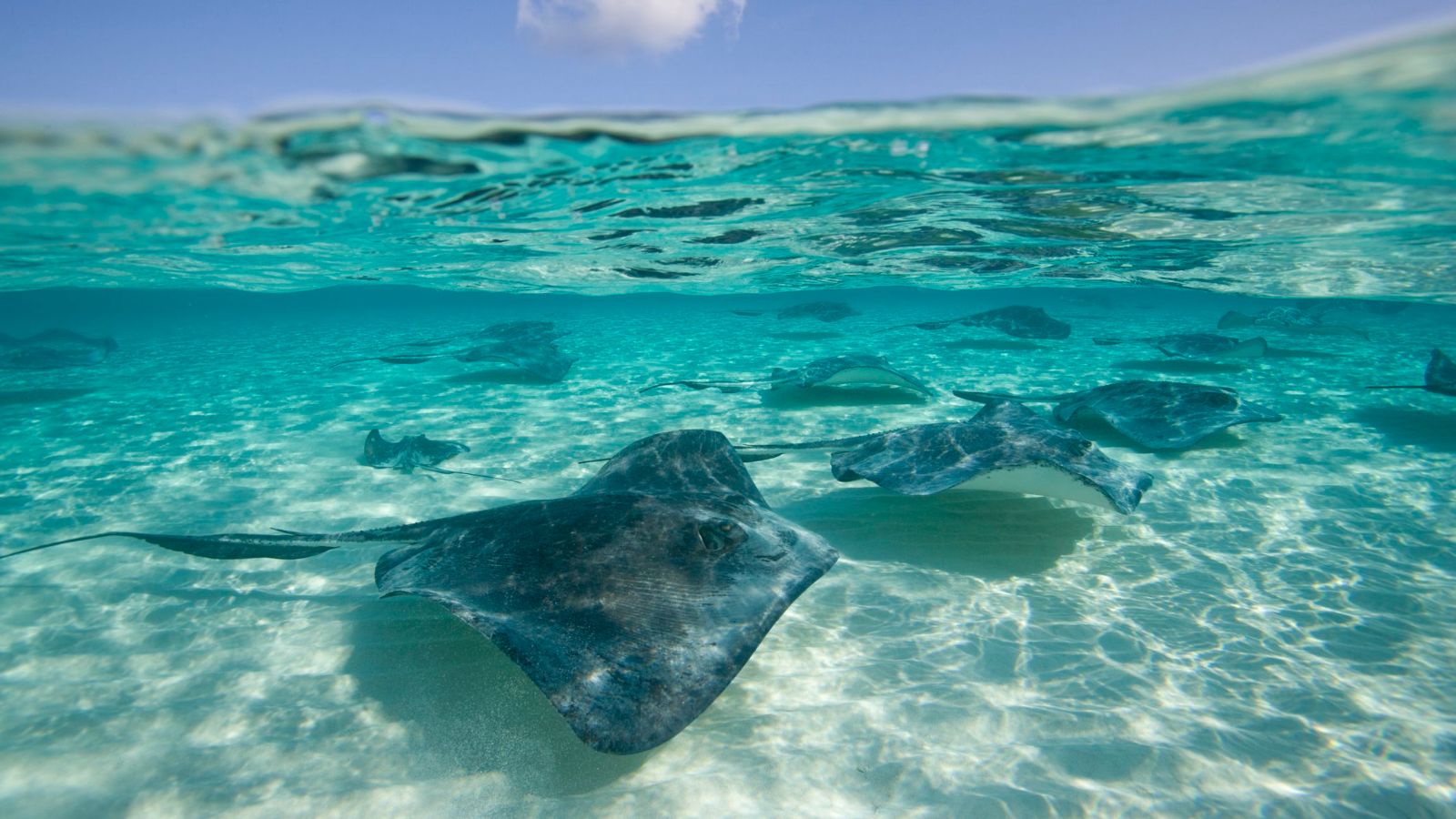 stingray city