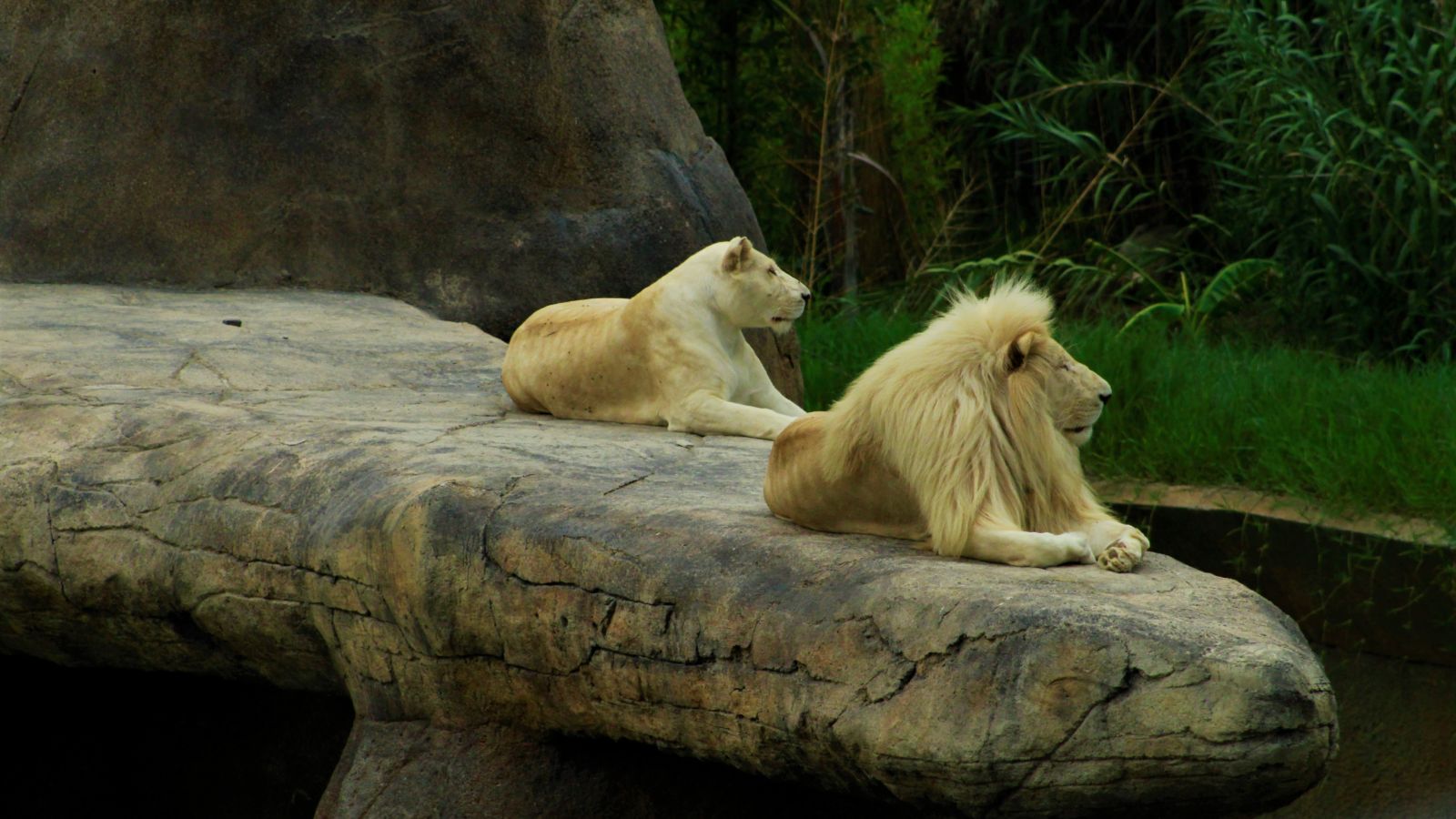 guadalajara zoo