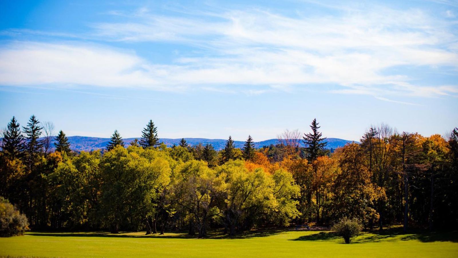 fall foliage