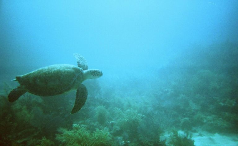 Key Largo Image